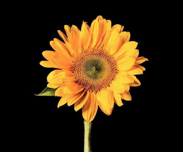 Ayrılma ve Ayrışma